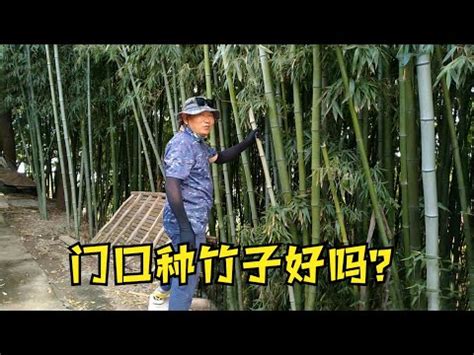 門前種竹子|【門口種竹子】風水大揭秘！門口種竹子到底招財還是招禍？